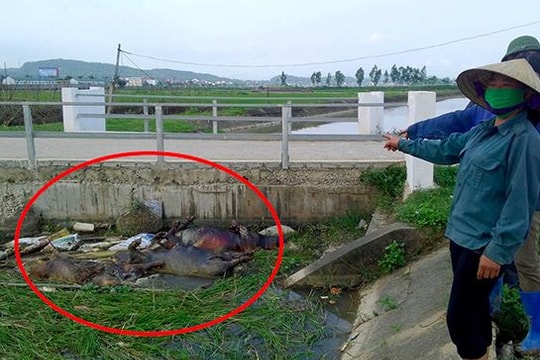 Dân bức xúc vì liên tục phát hiện lợn chết bị vứt trộm