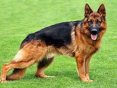 Cặp chó Becgie Đức phát hiện ung thư vú chính xác 100%