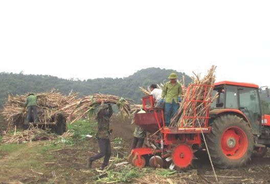 Tân Kỳ: Dồn điền, đổi thửa phát triển vùng nguyên liệu mía