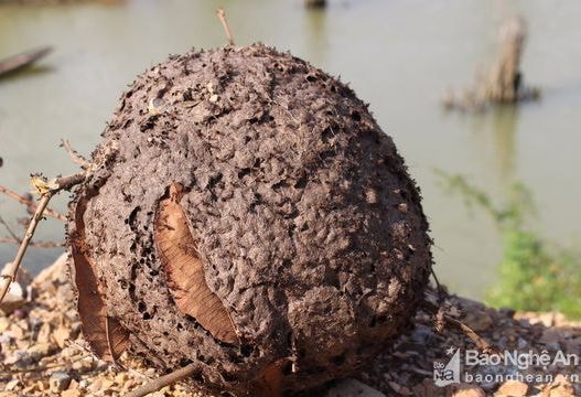 Săn trứng kiến làm đặc sản ở Nghệ An