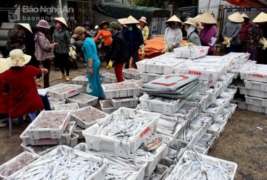 Chuyến biển đầu tiên của tàu 67 ở Nghệ An trúng đậm cá hố xuất khẩu