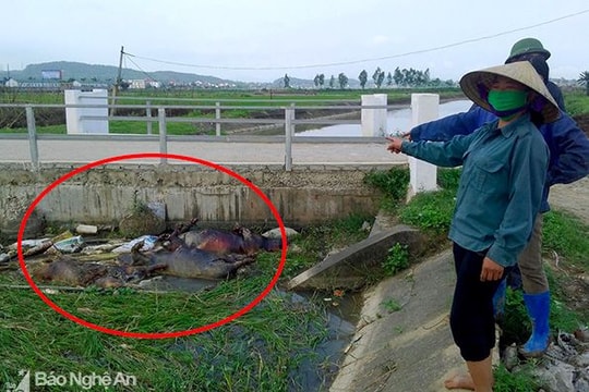 Dân tá hoả vì xí nghiệp thuỷ lợi mở cống cho xác lợn…tự trôi