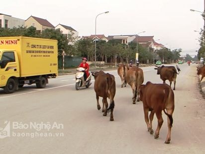 Bò vẫn thả rông trên phố thành Vinh