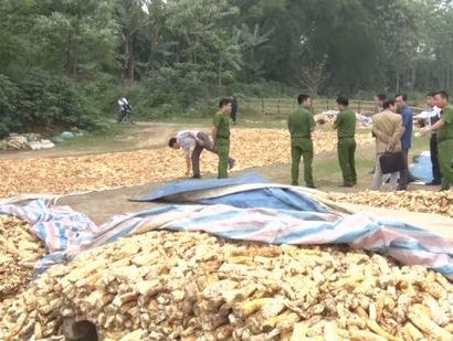 Tiêu hủy 10 tấn khoai mài sử dụng hóa chất lạ