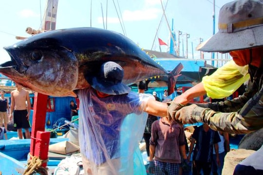 Ngày truyền thống nghề cá 1/4 ở Việt Nam có từ bao giờ?