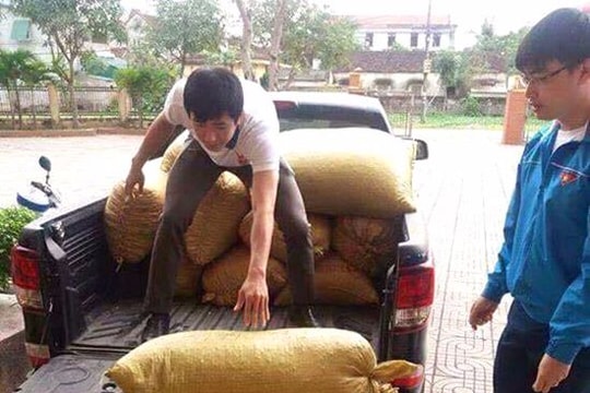 Đoàn thanh niên tiếp tục "giải cứu" hành tăm Nghi Lộc