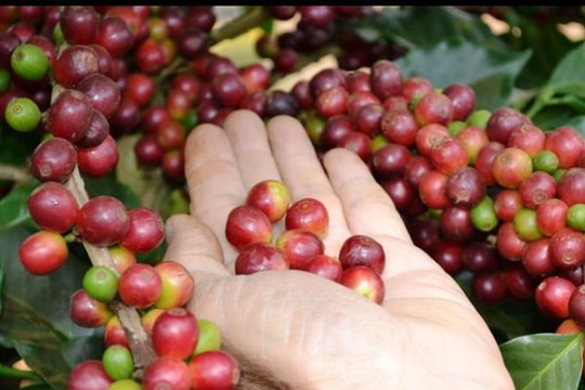 6 thực phẩm nguy cơ bị nhiễm độc cao