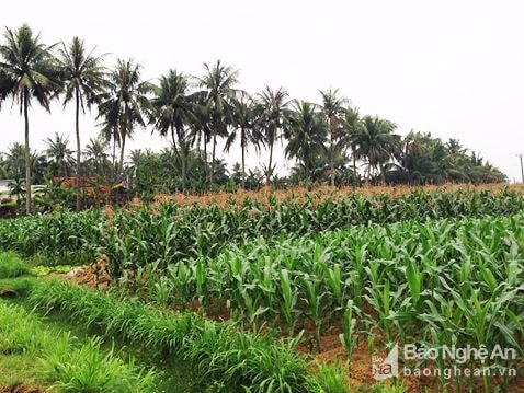 Dân lo lắng khi xã có 50% số người chết là do ung thư