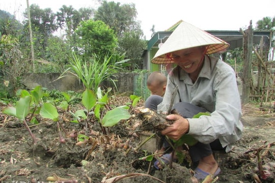 Nhân rộng cây dong riềng trên đất Lục Dạ