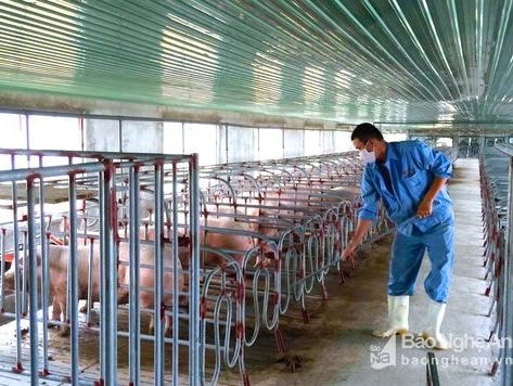 Nông dân chi tiền tỉ nuôi lợn theo quy trình VietGAHP