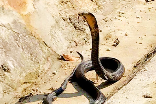 Nghệ An: Đưa trăn thả về rừng gặp rắn hổ mang 'khủng'