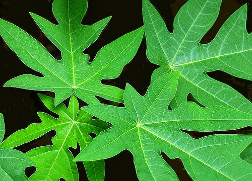 9 lợi ích bất ngờ của nước ép lá đu đủ