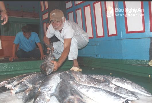 Ngư dân Hoàng Mai trúng đậm cá thu