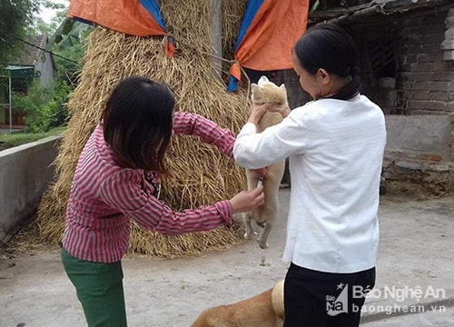 Tiêm 30.000 liều vắc xin phòng bệnh dại