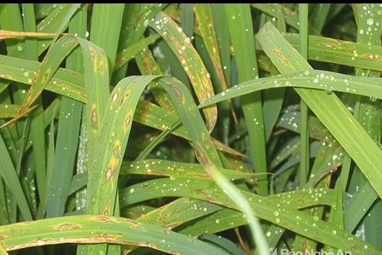 Nghệ An: Gần 4.000 ha lúa nhiễm bệnh đạo ôn lá