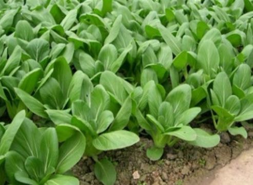 Loại rau giúp bổ sung canxi ngang sữa tươi