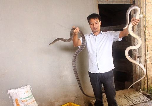 8X 'làm xiếc' với 300 con rắn