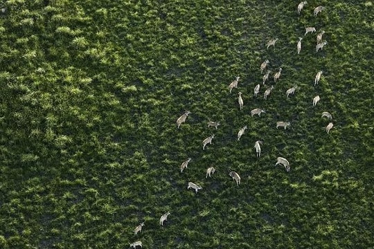 Thiên nhiên hoang dã đẹp diệu kỳ trong loạt ảnh từ trên không