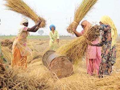 Ấn Độ xóa nợ 5,6 tỷ USD cho nông dân