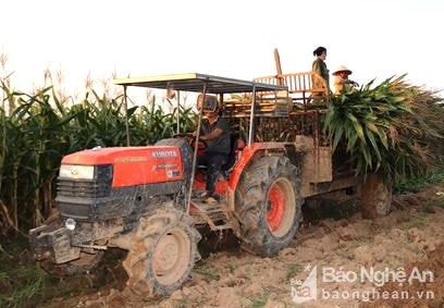 Nông dân lãi trăm triệu từ trồng ngô sinh khối