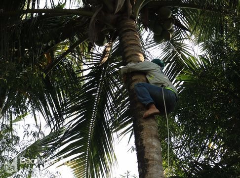 Nắng nóng, nghề trèo dừa cho thu nhập 'khủng'