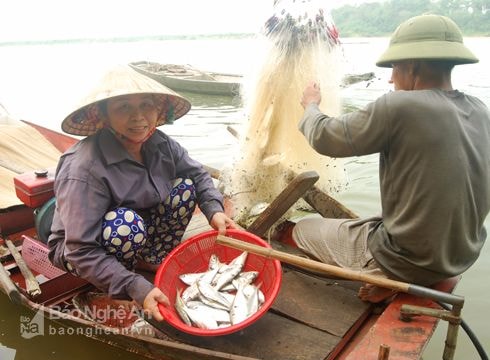 Cá mòi - 'quà tặng' của biển cho sông Lam