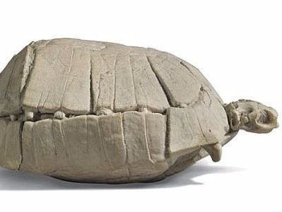 Hóa thạch rùa 33 triệu năm quý hiếm trị giá hơn 4.000 USD
