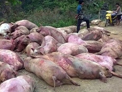14 cơ sở giết mổ lợn chết thành đặc sản