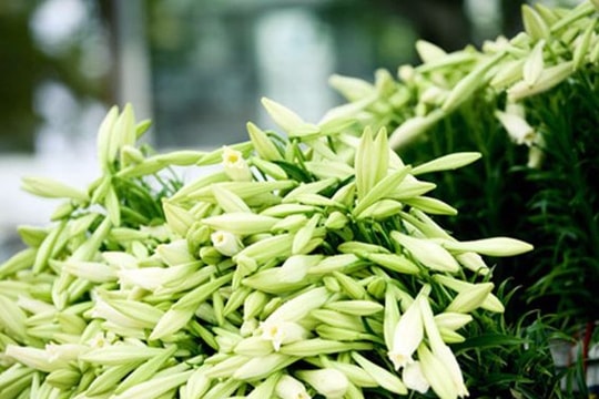 Tháng 4 - tháng của những mùa hoa đẹp đến nao lòng