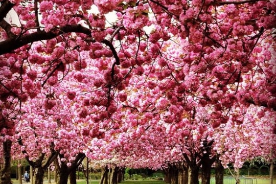 Ngắm hoa anh đào nở rộ trên khắp thế giới
