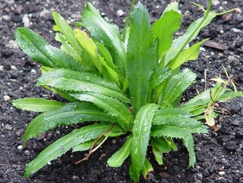 Chữa cảm cúm hiệu quả với mùi tàu