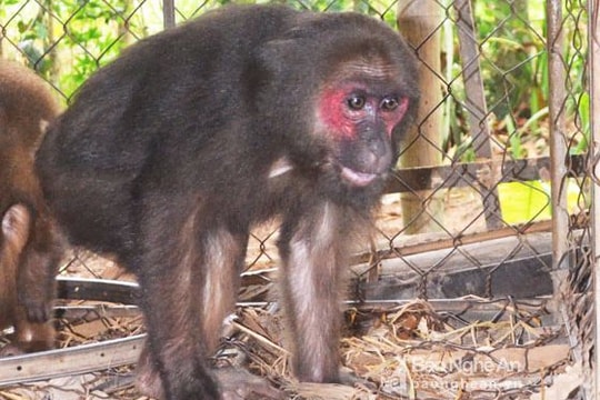 Một gia đình người Thái hiến tặng hai cá thể động vật hoang dã quý hiếm