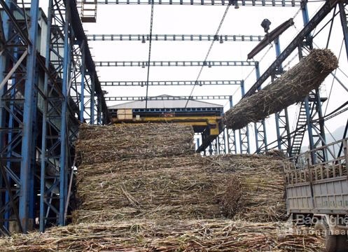 Công ty CP mía đường Sông Con: Nhiều chính sách phát triển vùng nguyên liệu