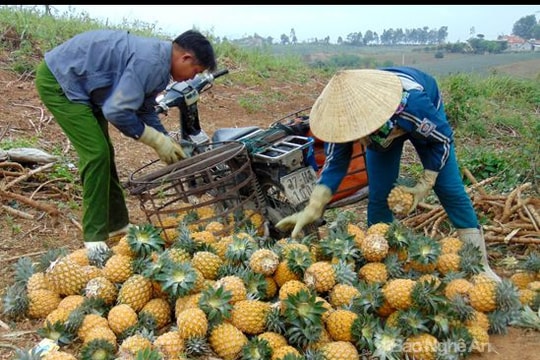 Trồng dứa 'tự bán' ở Quỳnh Lưu