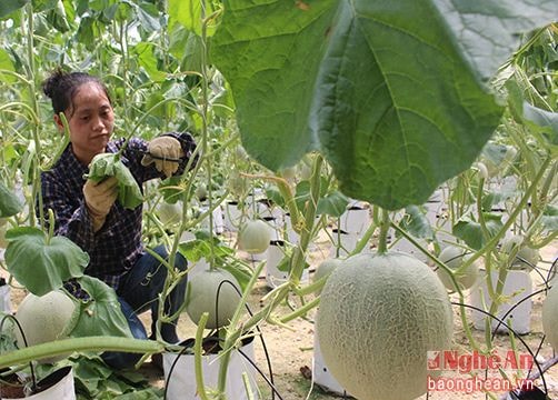 Miễn tiền sử dụng đất cho doanh nghiệp đầu tư nông nghiệp