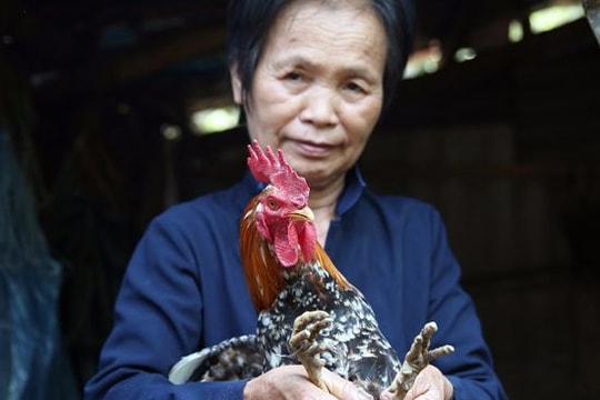 Cận cảnh đàn gà 9 cựa ở miền Tây Nghệ An
