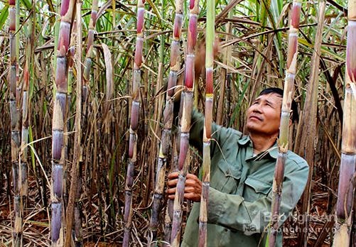 Xã trồng mía ép nước giải khát ở Nghệ An