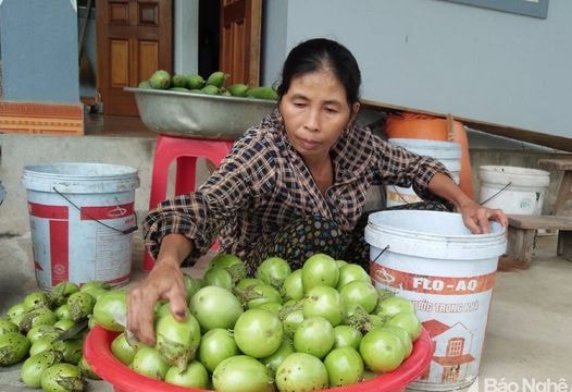 Cà xanh rớt giá khi vào vụ chính