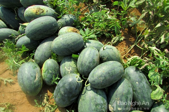 Dưa hấu đầu mùa ở Nghĩa Đàn được giá