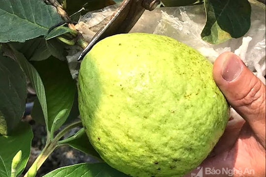 Chàng trai biến tỏi, ớt thành thuốc trừ sâu cho ổi, thu về 100 triệu đồng