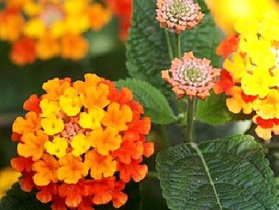 10 loài cây thường gặp nhưng chứa độc rất nguy hại