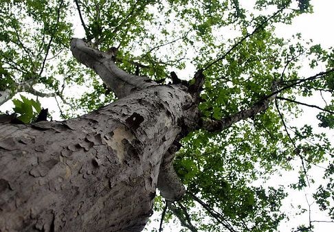 Bộ Y tế đề nghị chặt bỏ cây ngô đồng trong trường học