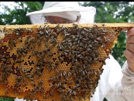 Nông dân Nghệ An nuôi ong mật xuất khẩu thu tiền tỷ