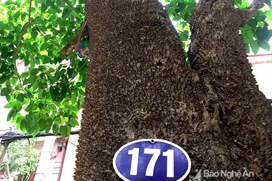 30% cây gỗ lớn ở thành phố Vinh là ngô đồng