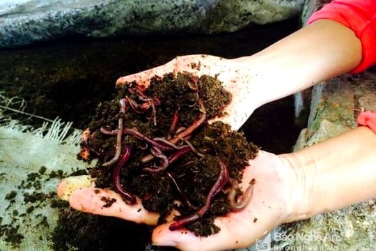 Cô giáo tiểu học nuôi giun quế