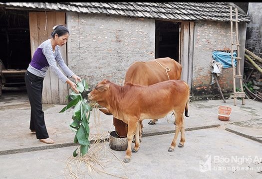 Gần 7.000 tỷ đồng cho các đối tượng chính sách xã hội vay vốn