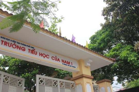 'Hung thần' ngô đồng tràn ngập các trường học ở TP Vinh