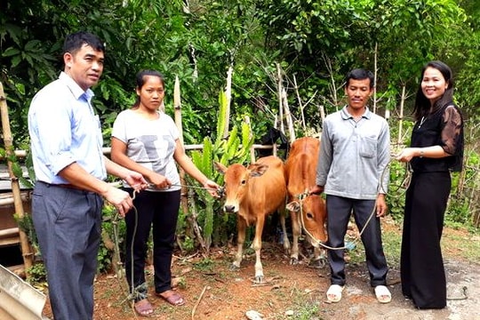 Tặng bò cho hộ nghèo Kỳ Sơn