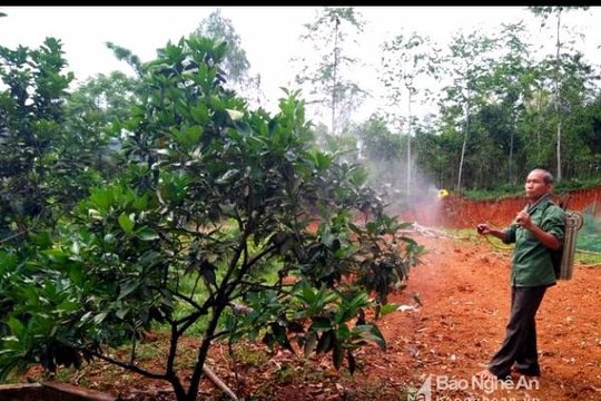 Hàng trăm hộ nông dân chế thuốc trừ sâu từ thảo mộc