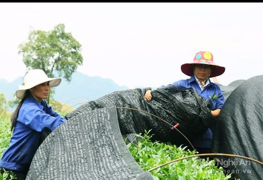 Cận cảnh sản xuất chè làm bột trà xanh Matcha kiểu Nhật ở Nghệ An